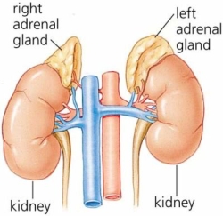 The adrenal glands are located on top of the kidney